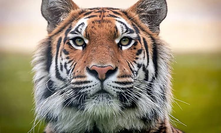 First phase of tiger census to begin from January 5 in Kudremukh–Karkala region