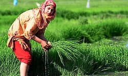 ಚೀನಾ ಹಿಂದಿಕ್ಕಿ ವಿಶ್ವದ ಅತಿ ದೊಡ್ಡ ಅಕ್ಕಿ ಬೆಳೆವ ದೇಶವಾದ ಭಾರತ   