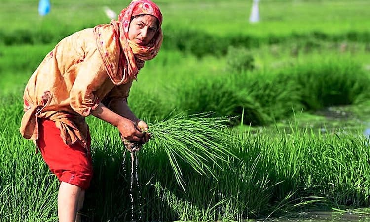 ಚೀನಾ ಹಿಂದಿಕ್ಕಿ ವಿಶ್ವದ ಅತಿ ದೊಡ್ಡ ಅಕ್ಕಿ ಬೆಳೆವ ದೇಶವಾದ ಭಾರತ   