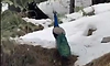 Peacock spotted in snowy forests in Himachal's Kullu