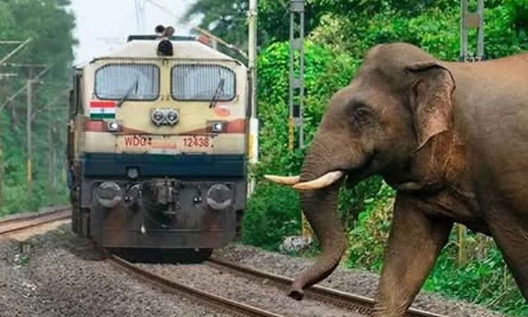 Kerala: ರೈಲು ಡಿಕ್ಕಿ ಹೊಡೆದು ಕಾಡಾನೆ ಸಾವು!