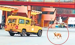 ಭದ್ರತಾ ಲೋಪ; ಕೆಂಪೇಗೌಡ ಏರ್ಪೋರ್ಟ್‌ನ ರನ್‌ವೇಗೆ ನುಗ್ಗಿದ 2 ನಾಯಿಗಳು