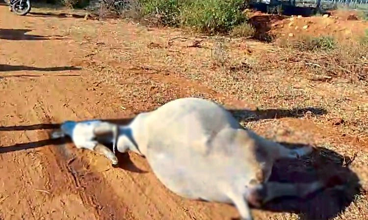 Hanur: 6 ಜಾನುವಾರುಗಳ ಅನುಮಾನಸ್ಪದ ಸಾವು; ವಿಷಪೂರಿತ ಆಹಾರ ಸೇವನೆ ಶಂಕೆ