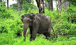 ಲಾವತ್ತಡ್ಕ : ಆನೆ ಎಲ್ಲಿ ದಾಟಬೇಕೆಂಬುದೇ ಇಲ್ಲಿನ ಸಮಸ್ಯೆ!