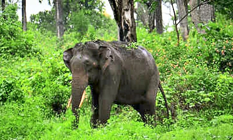 ಲಾವತ್ತಡ್ಕ : ಆನೆ ಎಲ್ಲಿ ದಾಟಬೇಕೆಂಬುದೇ ಇಲ್ಲಿನ ಸಮಸ್ಯೆ!