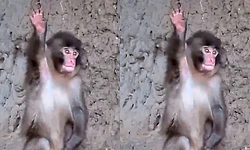 ನೆಟ್ಟಿಗರ ಮನಗೆದ್ದ 'ಪಂಚ್': ಪ್ರವಾಸಿಗರಿಗೆ ಕೈಬೀಸಿ 'ಬೈ-ಬೈ' ಹೇಳುವ ವಿಡಿಯೋ ವೈರಲ್!