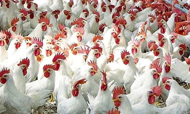 ಯಳಂದೂರು: ಕೋಳಿ ಫಾರಂಗೆ ಬೆಂಕಿ, 4000 ಕೋಳಿಗಳು ದಹನ   