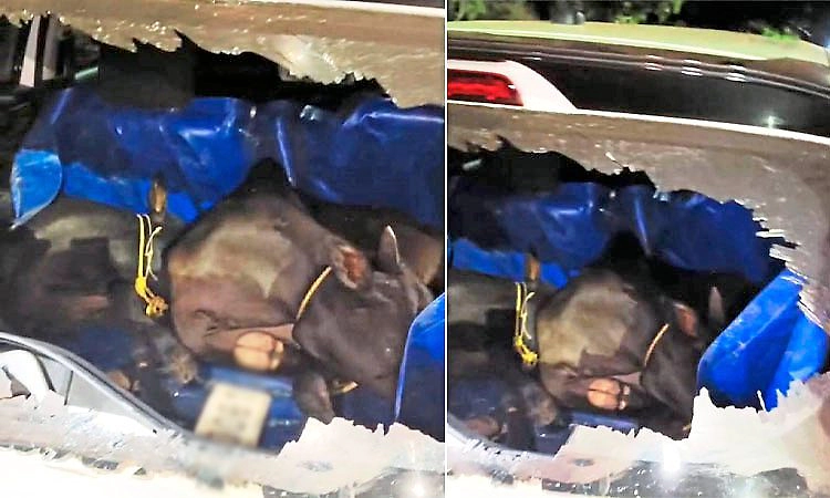 Cows theft attempt foiled by villagers in Bhatkal, accused flee leaving car behind