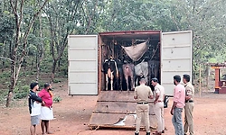 ಕಡಬ: ಕಂಟೇನರ್ ವಾಹನದಲ್ಲಿ 20 ಜಾನುವಾರುಗಳ ಸಾಗಾಟ