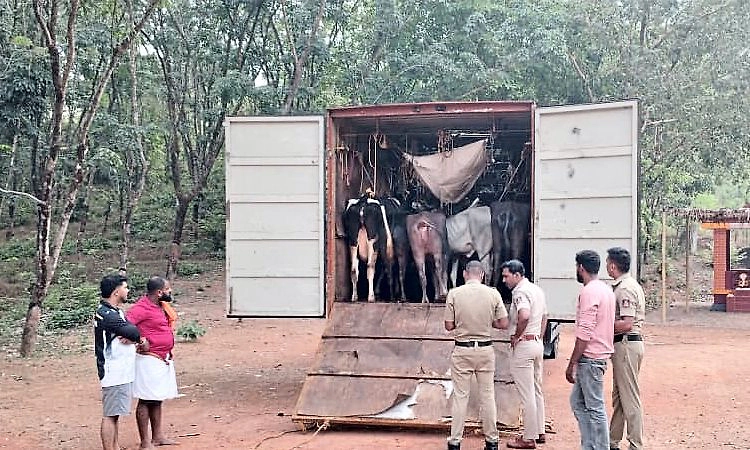 ಕಡಬ: ಕಂಟೇನರ್ ವಾಹನದಲ್ಲಿ 20 ಜಾನುವಾರುಗಳ ಸಾಗಾಟ