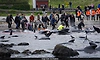 Over 700 whales and dolphins killed in island’s annual hunt