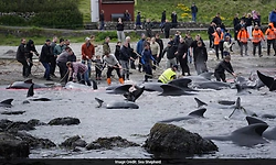 Over 700 whales and dolphins killed in island’s annual hunt