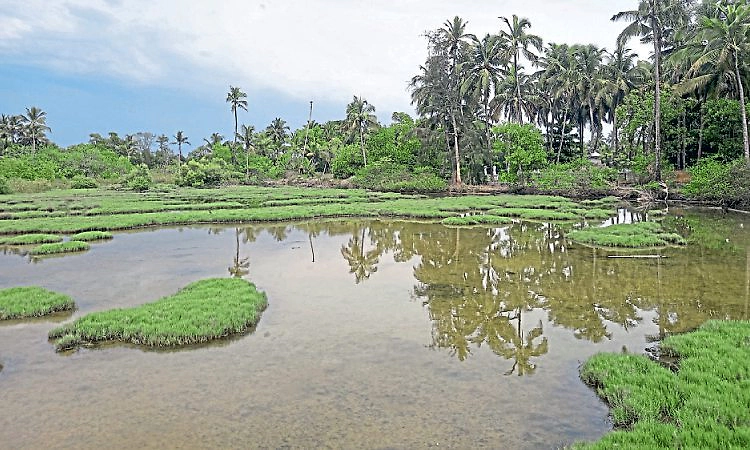 Kundapur: 3 ವಾರ್ಡ್‌ಗಳಿಗೆ ಉಪ್ಪು ನೀರೇ ವಿಲನ್‌!