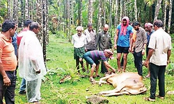 ಕೆರೆಗೆ ಬಿದ್ದ ದನವನ್ನು ಮೇಲಕ್ಕೆತ್ತಿ ರಕ್ಷಿಸಿದ ಮರ್ಧಾಳದ ನಾಗರಿಕರು