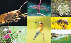ನಮ್ಮ ಸುತ್ತಲಿನ ಪರಿಸರ ಎಷ್ಟು ಆರೋಗ್ಯವಾಗಿದೆ? ಅದನ್ನು ಹೇಗೆ ಪರೀಕ್ಷಿಸುವುದು?