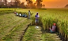 Farmers can now submit monsoon crop survey details through mobile app
