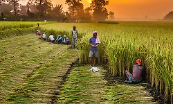 Farmers can now submit monsoon crop survey details through mobile app
