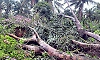 Thirthahalli: Huge tree falls on house during heavy rain and strong winds; major property damage