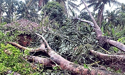 Thirthahalli: Huge tree falls on house during heavy rain and strong winds; major property damage