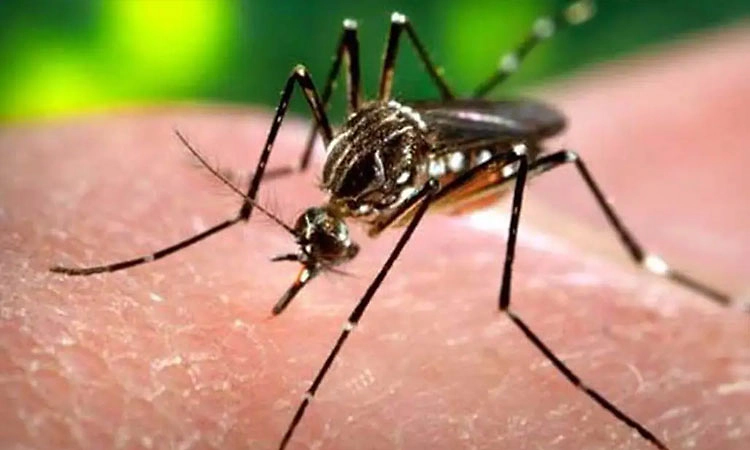 ಬಿಟ್ಟು ಬಿಟ್ಟು ಸುರಿವ ಮಳೆ; ಡೆಂಗ್ಯೂ ಏರಿಕೆಗೆ ಪೂರಕ