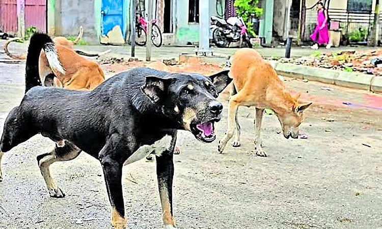 Kasaragod: ಜನಗಣತಿ ಸಂಗ್ರಹಿಸಲು ಬಂದಿದ್ದ ಶಿಕ್ಷಕನಿಗೆ ನಾಯಿ ಕಡಿತ
