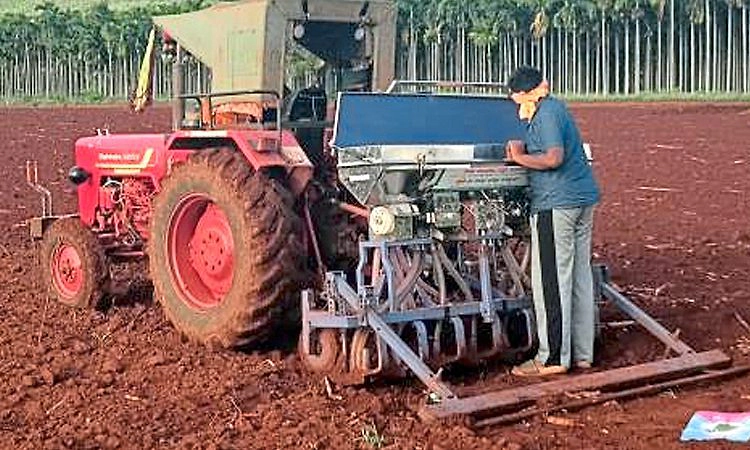 ಕೋಟೆನಾಡಲ್ಲೀಗ ರಾಗಿಯದ್ದೇ ಹವಾ!