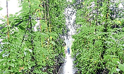 ನಿರ್ವಹಣೆಗೆ ಕಾಯುತ್ತಿದೆ ಫಲ್ಗುಣಿ ತೂಗು ಸೇತುವೆ