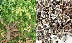 Moringa Seeds Microplastics: ನುಗ್ಗೆ ಬೀಜದಿಂದ ಮೈಕ್ರೋಪ್ಲಾಸ್ಟಿಕ್