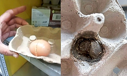 Worm allegedly found in egg bought online; food storage room sealed in Mangaluru