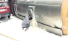 Tanker overturns in Bengaluru, 14,000 litres of milk spilled on road