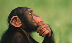 Chimpanzees may have 'dialects', study suggests