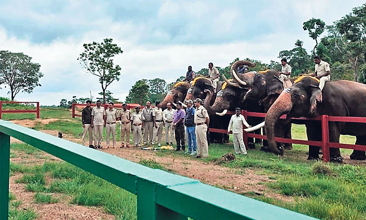 ಕುಶಾಲನಗರ: ಹಾರಂಗಿ ಟ್ರೀ ಪಾರ್ಕ್, ಸಾಕಾನೆ ಶಿಬಿರದಲ್ಲಿ ಪ್ರದರ್ಶನ ಪುನರಾರಂಭ