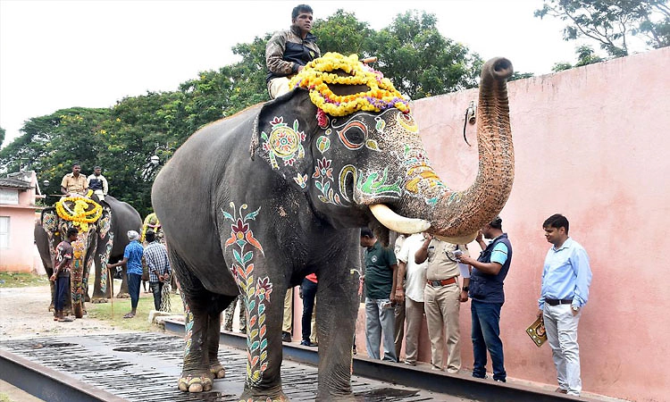 ಕ್ಯಾಪ್ಟನ್ ಅಭಿಮನ್ಯುವಿಗೆ ದಸರೆಯಲ್ಲಿ ನಿಶಾನೆ ಆನೆ ಗೌರವ; ಜಂಬೂ ಸವಾರಿ ನಂತರ ಬೀಳ್ಕೊಡುಗೆ