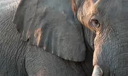 Mangaluru forest division launches ‘Aane yelli’ app to track elephant movement and alert villagers