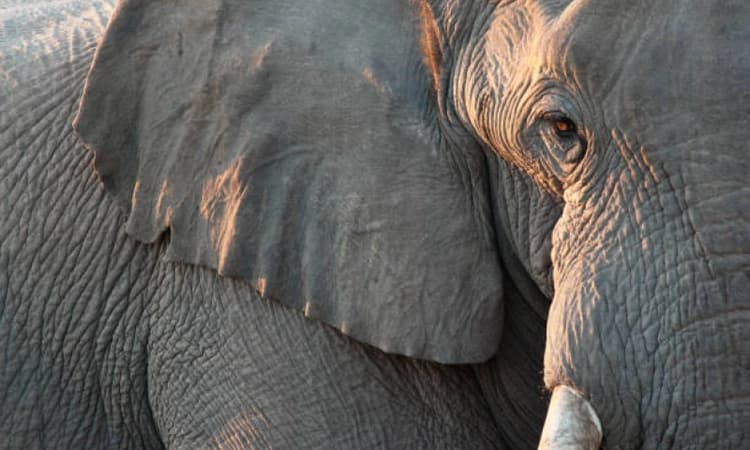 Minister orders probe into alleged negligence at Sakrebail elephant camp; report due in a week