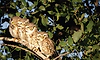 Owl: ಪ್ರಕೃತಿಯ ಅದ್ಭುತ ಬೇಟೆಗಾರ