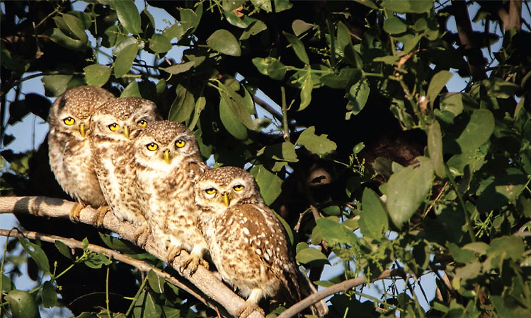 Owl: ಪ್ರಕೃತಿಯ ಅದ್ಭುತ ಬೇಟೆಗಾರ