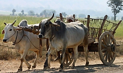 Bullock Cart: ಅಟೋಮೆಟಿಕ್‌ ಎತ್ತಿನ ಗಾಡಿ