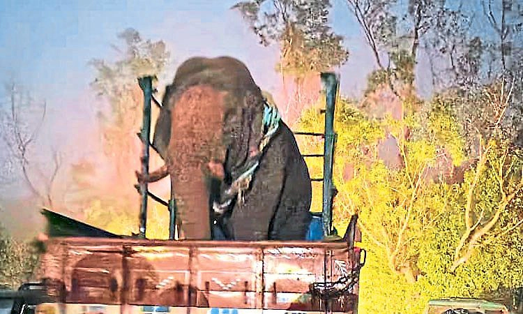 ಸೆರೆಯಾದ ಆನೆ ನಾಗರಹೊಳೆಗೆ ಸ್ಥಳಾಂತರ; 40 ವರ್ಷದ ಕಾಡಾನೆ ಸೆರೆಗೆ ಭಾರೀ ಸಾಹಸ