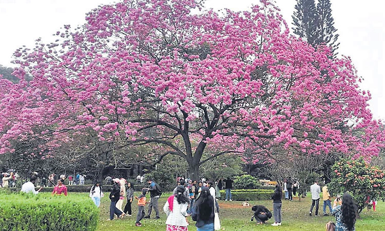 Cubbon Park flower show: 30,032 people visit on day 8