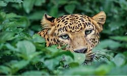 ಹಾವೇರಿ: ವ್ಯಕ್ತಿಯನ್ನು ಬಲಿ ಪಡೆದಿದ್ದ ಹೆಣ್ಣು ಚಿರತೆ ಸೆರೆ 