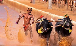 Vamanjoor Kambala sets example, concludes event within 22 hours