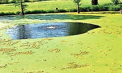 ಕೊಳದ ಮೇಲೆ ಹರಡಿರುವ ಹಾವಸೆ ಸರಿಸಿ