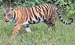 ಹುಣಸೂರು: ರಾಜ್ಯಾದ್ಯಂತ ಇಂದಿನಿಂದ ಎಂಟು ದಿನಗಳ ಕಾಲ 'ಹುಲಿ ಗಣತಿ'