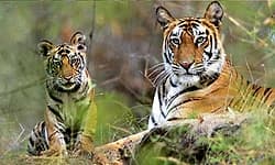 ಹುಲಿ ಹಾಗೂ ಮಾಂಸಹಾರಿ ಪ್ರಾಣಿಗಳ ಗಣತಿ ಪ್ರಕ್ರಿಯೆ ಆರಂಭ: ಈಶ್ವರ ಖಂಡ್ರೆ