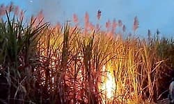 Bagalkote: ವಿದ್ಯುತ್ ಶಾರ್ಟ್ ಸರ್ಕ್ಯೂಟ್, ಕಬ್ಬಿನ ಗದ್ದೆಗೆ ಬೆಂಕಿ; ನಂದಿಸಲು ರೈತರ ಹರಸಾಹಸ