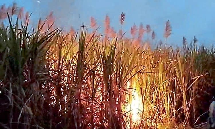 Bagalkote: ವಿದ್ಯುತ್ ಶಾರ್ಟ್ ಸರ್ಕ್ಯೂಟ್, ಕಬ್ಬಿನ ಗದ್ದೆಗೆ ಬೆಂಕಿ; ನಂದಿಸಲು ರೈತರ ಹರಸಾಹಸ