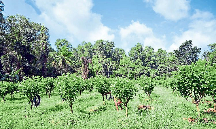 Mangaluru: ಕರಾವಳಿಯಲ್ಲಿ ರೇಷ್ಮೆ ಕೃಷಿ ಪುನಶ್ಚೇತನ !