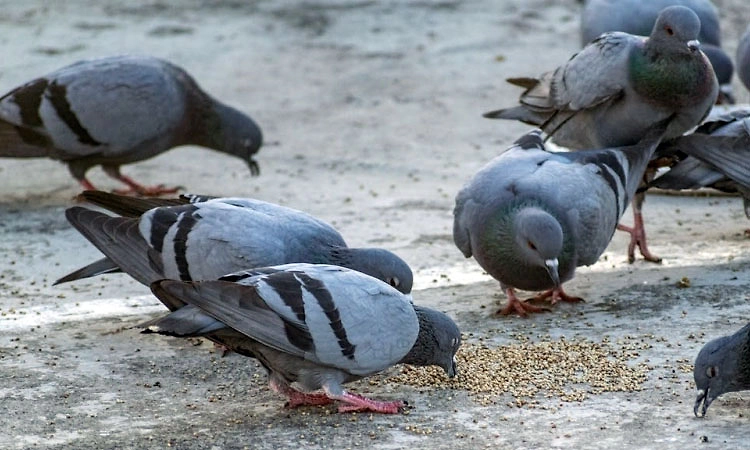 ಪಾರಿವಾಳಗಳಿಗೆ ಆಹಾರ ಹಾಕಿದ್ದೇ ತಪ್ಪಾಯ್ತು: ಭಾರತೀಯ ವೃದ್ಧೆಗೆ ಬಿತ್ತು ಭಾರೀ ದಂಡ!