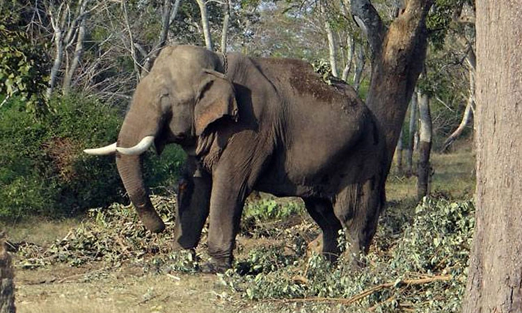 ಆನೆಗಳ ಹಿಂಡು ದಾಳಿ; ಒಂದೇ ಕುಟುಂಬದ 3 ಮಂದಿ ಬಲಿ